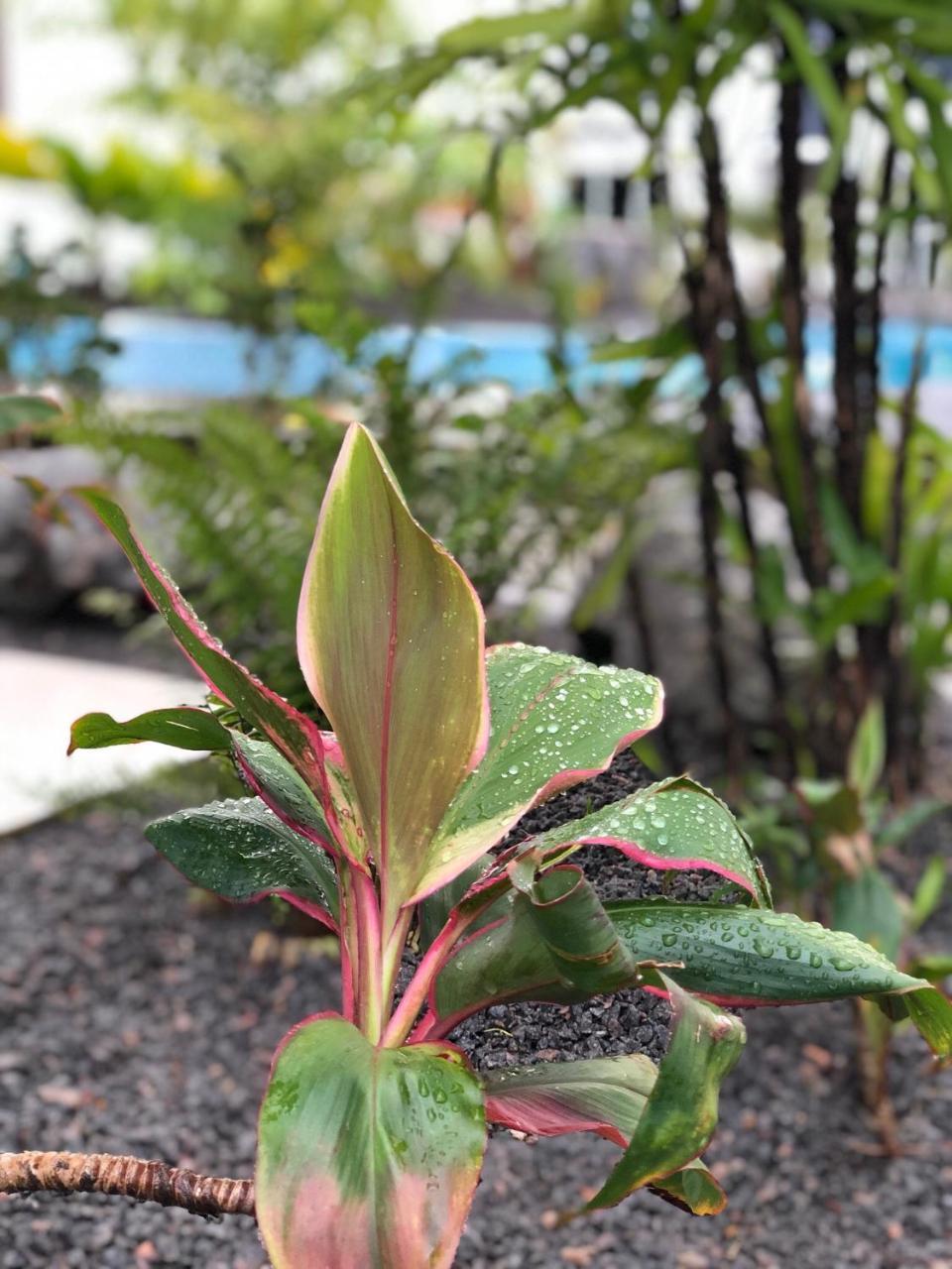 Tucan Resort & Spa Paramaribo Eksteriør bilde